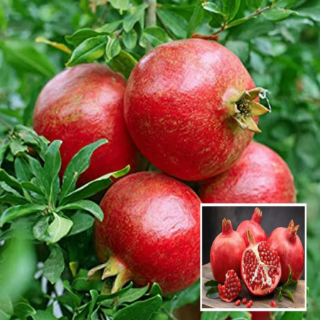 Bhagwa Pomegranate — Medium Grade