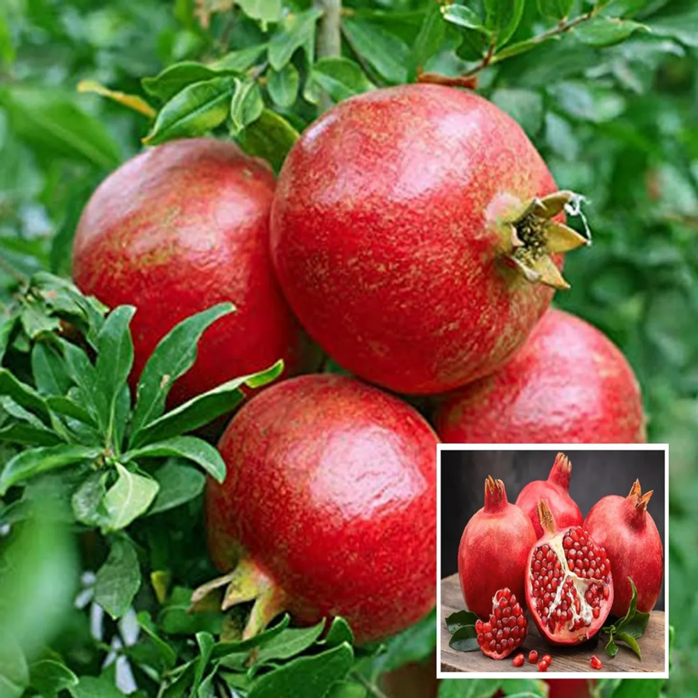 Bhagwa Pomegranate — Medium Grade