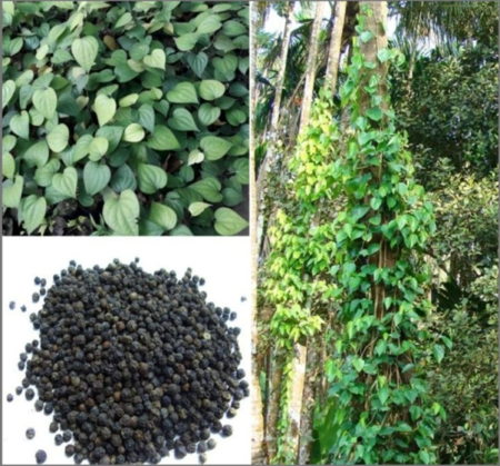 Black Pepper – Panniyur-1