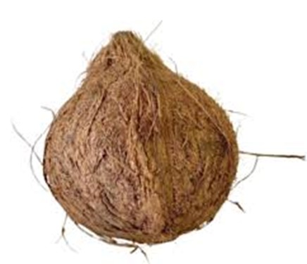 Semi-Husked Coconut – Grade B