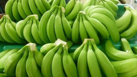 Solapur Banana – G9 Cavendish