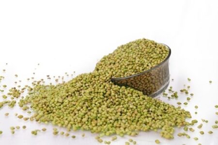 Single Parrot Coriander Seeds