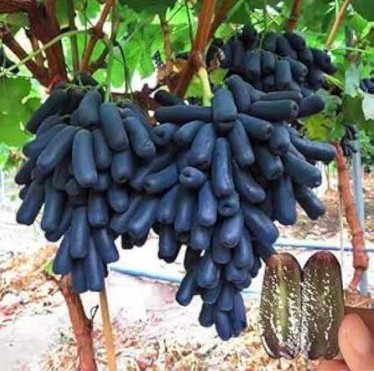 Krishna Seedless Grapes