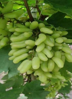 Manik Chaman Grapes
