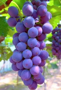 Nana Purple Grapes