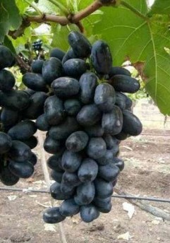 Sharad Seedless Grapes