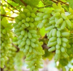 Sonaka Seedless Grapes