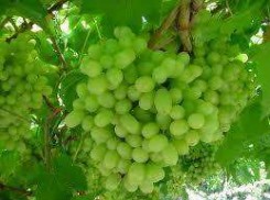 Tas-A-Ganesh Grapes