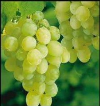 Thompson Seedless Grapes